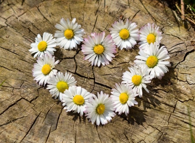 daisy-heart-flowers-flower-heart-spring